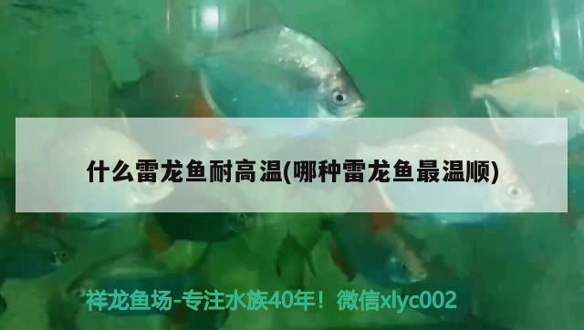 什么雷龍魚耐高溫(哪種雷龍魚最溫順)（幻彩紅寶石雷龍魚好養嗎，）