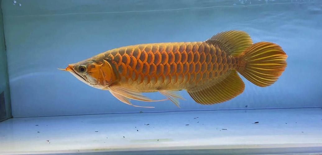 <strong><mark>麒麟</mark></strong>哪個水族館龍魚好？祥龍魚場龍魚（廣州龍魚祥龍魚場金龍魚怎么養及喂養技巧與注意事項）