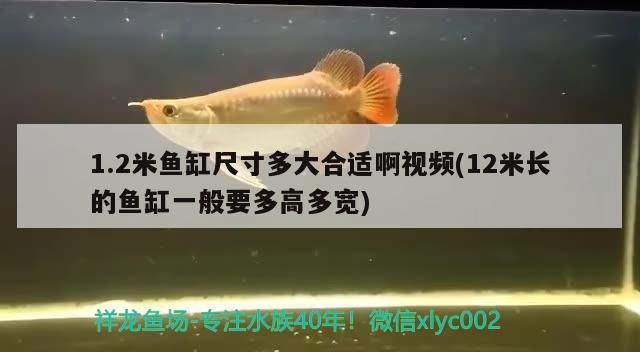 1.2米魚缸尺寸多大合適啊視頻(12米長的魚缸一般要多高多寬)（1.2米的魚缸尺寸多大合適啊視頻）