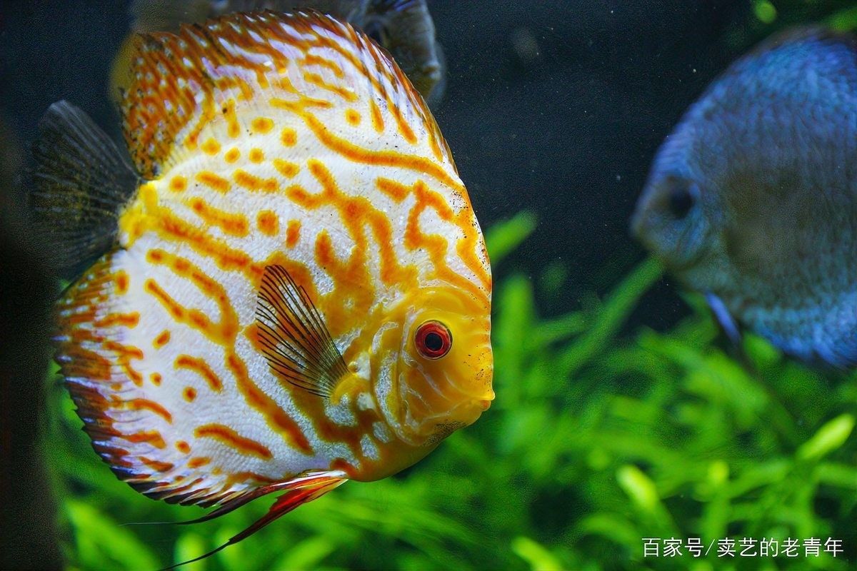 如何判斷金龍魚是否停止生長？（如何判斷金龍魚停止生長）