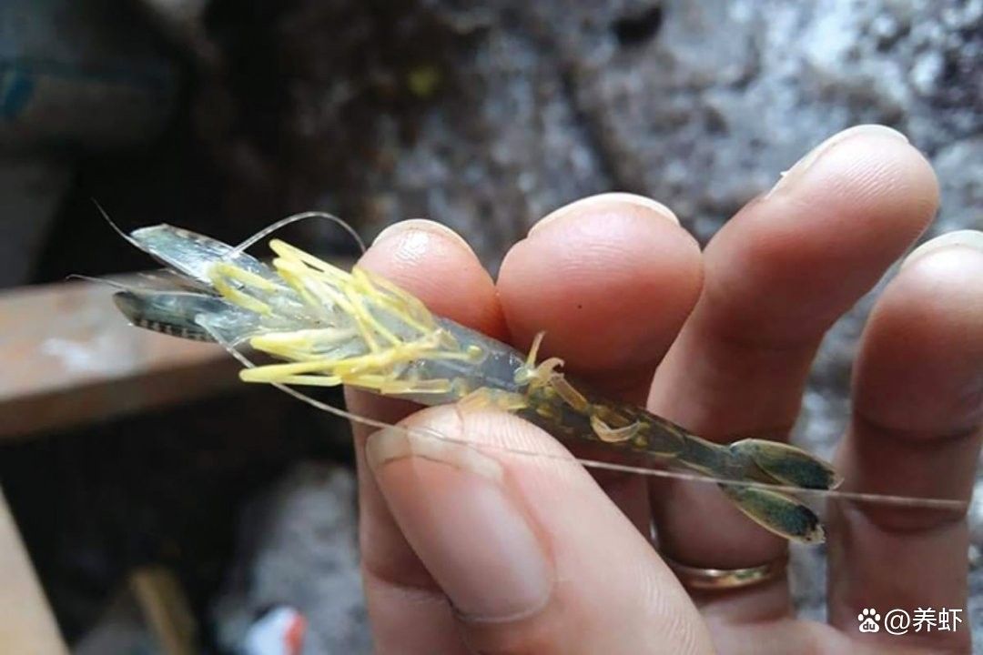 古典藍(lán)底和改良型藍(lán)底的繁殖差異（古典藍(lán)底與改良型藍(lán)底在繁殖過程中存在的差異） 古典藍(lán)底和改良型藍(lán)底的繁殖差異（古典藍(lán)底與改良型藍(lán)底在繁殖過程中存在的差異） 龍魚百科 第4張