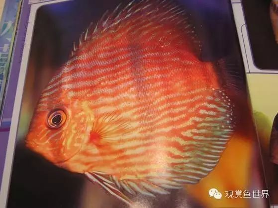 古典藍(lán)底和改良型藍(lán)底的繁殖差異（古典藍(lán)底與改良型藍(lán)底在繁殖過程中存在的差異） 古典藍(lán)底和改良型藍(lán)底的繁殖差異（古典藍(lán)底與改良型藍(lán)底在繁殖過程中存在的差異） 龍魚百科 第3張
