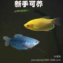 北京龍魚批發(fā)價格如何（北京地區(qū)龍魚批發(fā)價格分析）