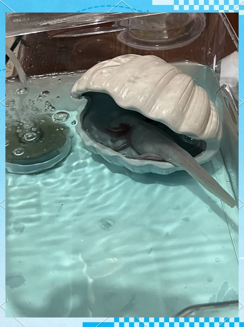 如何判斷六角龍魚是否患有水霉病（六角恐龍魚水霉病如何治療？）