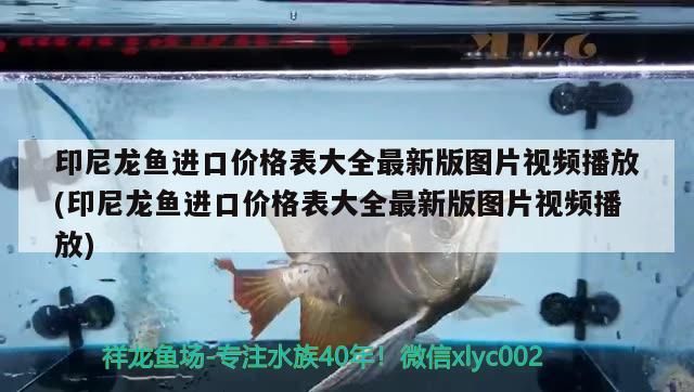 印尼龍魚進口價格表大全最新版圖片視頻播放(印尼龍魚進口價格表大全最新版圖片視頻播放) 印尼龍魚進口價格表大全最新版圖片視頻播放(印尼龍魚進口價格表大全最新版圖片視頻播放) 觀賞魚百科