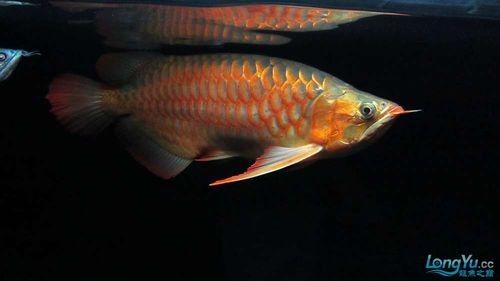 紅龍魚用白燈和黃燈的對比圖（紅龍魚在不同燈光下的發色效果差異顯著）