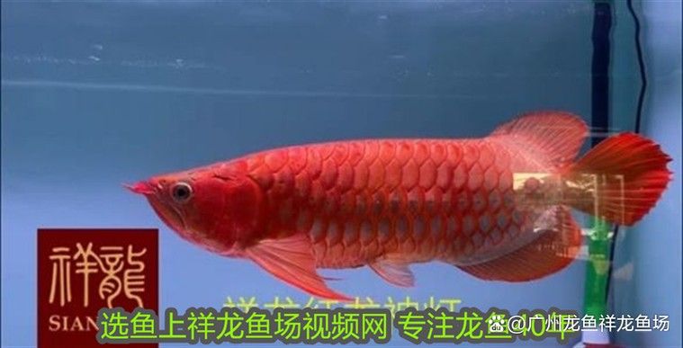 紅龍魚用白燈和黃燈的對比圖（紅龍魚在不同燈光下的發色效果差異顯著）