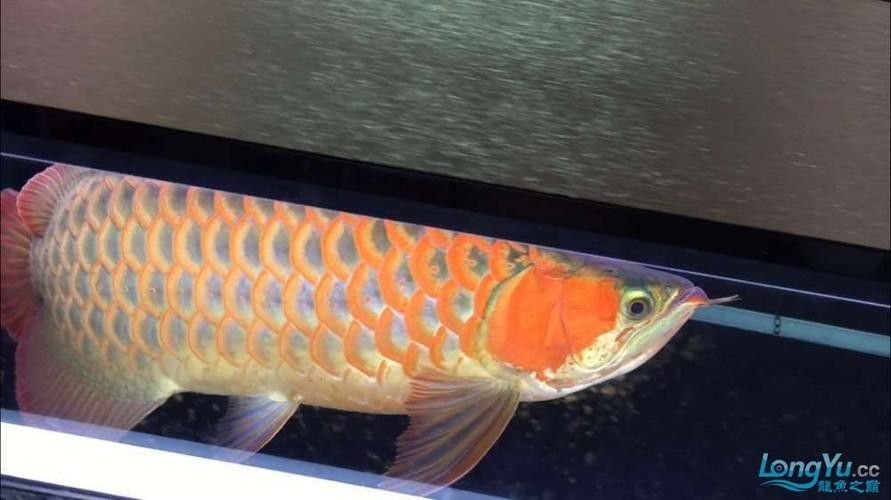 紅龍魚用白燈和黃燈的對比圖（紅龍魚在不同燈光下的發色效果差異顯著）