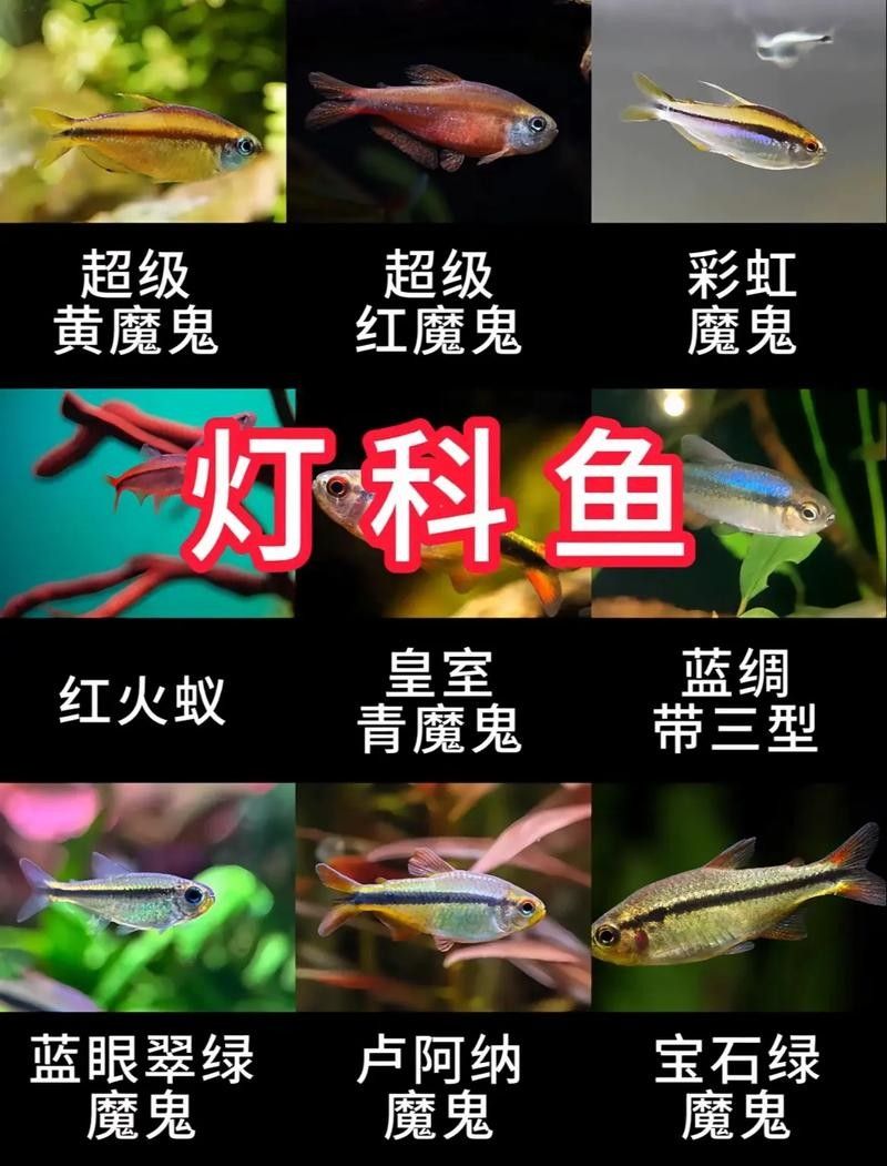 紅龍魚用白燈和黃燈的對比圖（紅龍魚在不同燈光下的發色效果差異顯著）