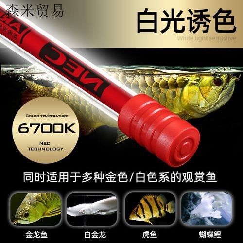 紅龍魚用白燈和黃燈的對比圖（紅龍魚在不同燈光下的發色效果差異顯著）