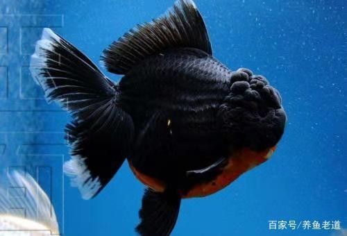 金龍魚浮頭會(huì)自愈嗎