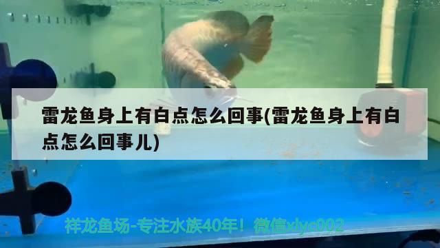 龍魚怕什么 雷龍魚身上有白點怎么回事(雷龍魚身上有白點怎么回事兒) 觀賞魚百科 雷龍魚身上有白點怎么回事(雷龍魚身上有白點怎么回事兒) 雷龍魚身上有白點怎么回事(雷龍魚身上有白點怎么回事兒) 觀賞魚百科