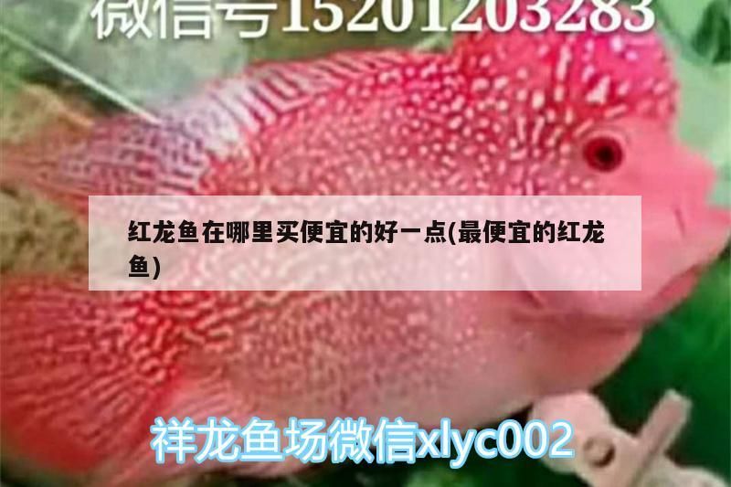 紅龍魚在哪里買便宜的好一點(最便宜的紅龍魚) 紅龍魚在哪里買便宜的好一點(最便宜的紅龍魚) 觀賞魚百科