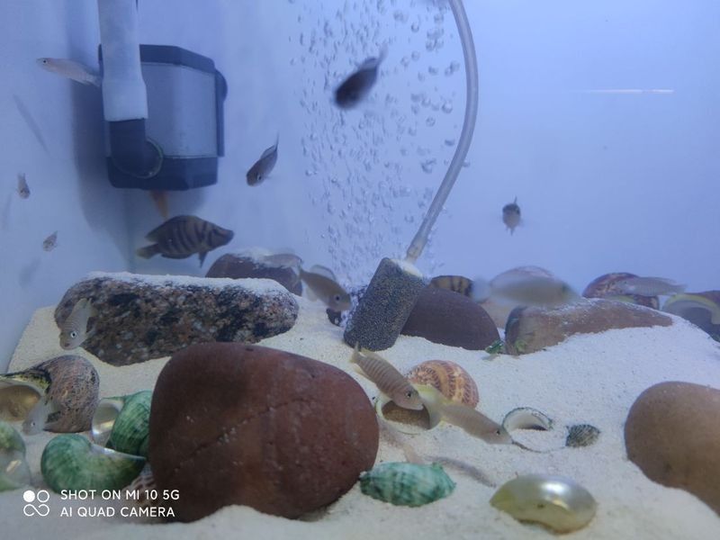Dodofly嘟嘟飛濾材質(zhì)量如何？（dodofly嘟嘟飛濾材開箱體驗(yàn)）