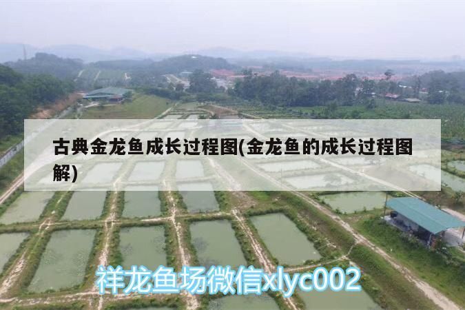 紅龍魚品牌等級劃分表圖片品價格大全，品紅龍魚品牌等級劃分表圖片及價格大全