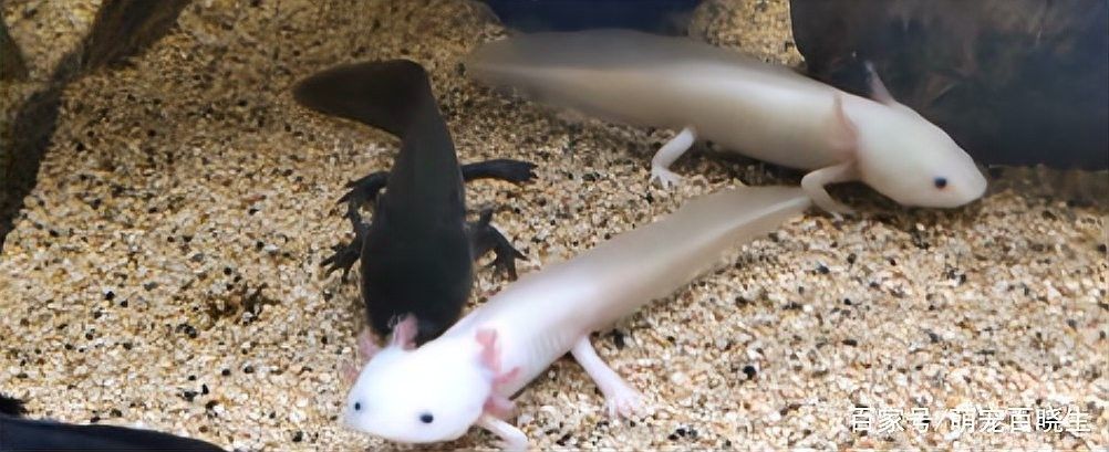 六角恐龍魚認(rèn)主后會有哪些變化