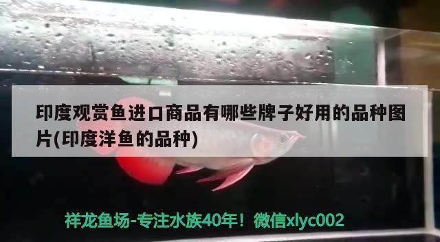 印度觀賞魚進口商品有哪些牌子好用的品種圖片(印度洋魚的品種) 印度觀賞魚進口商品有哪些牌子好用的品種圖片(印度洋魚的品種) 觀賞魚百科