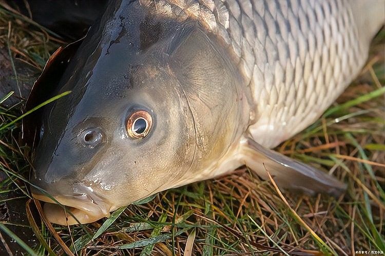 如何判斷白金龍魚是否吃飽？（判斷白金龍魚是否吃飽可以通過觀察其行為和體態來判斷）