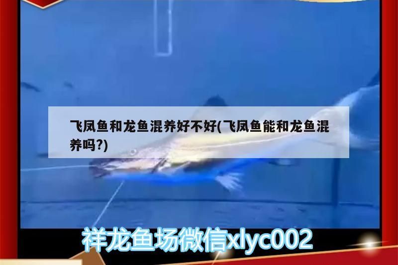 飛鳳魚和龍魚混養好不好(飛鳳魚能和龍魚混養嗎?)（飛鳳魚和龍魚可以混養嗎？） 飛鳳魚和龍魚混養好不好(飛鳳魚能和龍魚混養嗎?)（飛鳳魚和龍魚可以混養嗎？） 觀賞魚百科