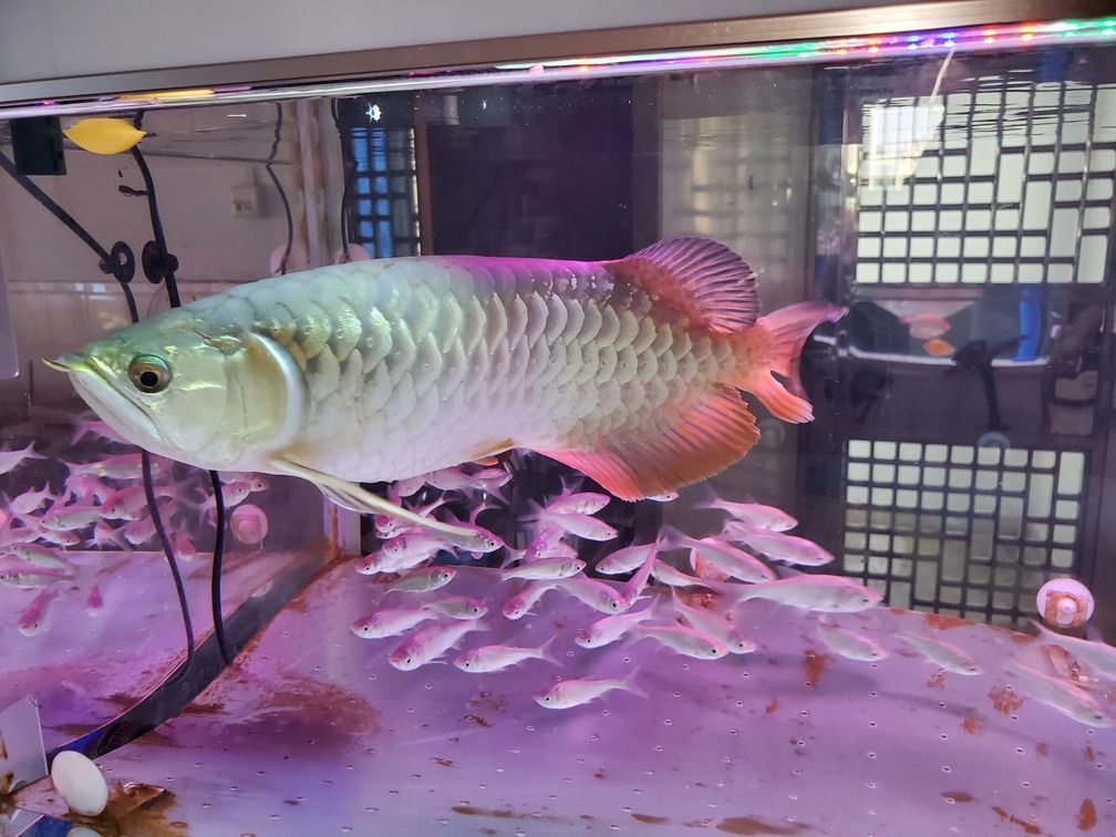 求助，我的龍魚鱗片出現(xiàn)黑點是什么