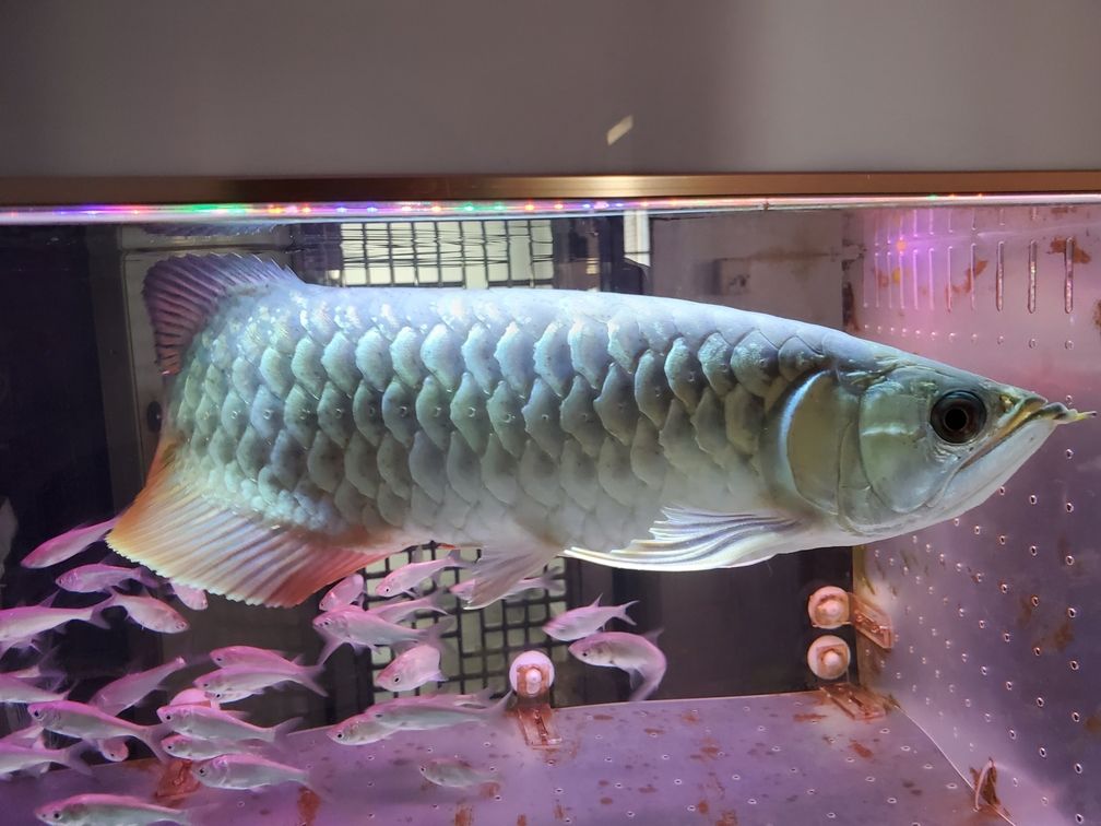 求助，我的龍魚鱗片出現(xiàn)黑點是什么