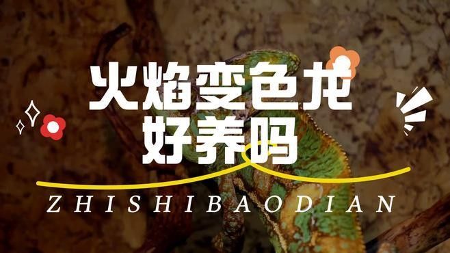 火焰變色龍魚適合新手養嗎？（新手養火色龍魚需要從多個角度進行考量）