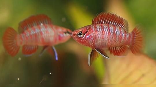 火焰變色龍魚適合新手養嗎？（新手養火色龍魚需要從多個角度進行考量）