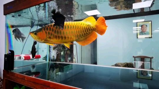 小魚缸安裝視頻講解（小魚缸的安裝方法視頻）