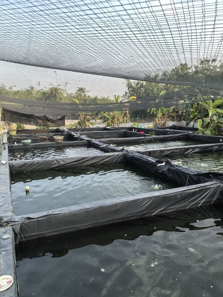 給我推薦幾家揭陽的龍魚魚場（揭陽市幾家值得推薦的揭陽龍魚魚場及相關信息） 給我推薦幾家揭陽的龍魚魚場（揭陽市幾家值得推薦的揭陽龍魚魚場及相關信息） 龍魚百科 第2張