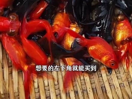 黑龍魚視頻推薦 黑龍魚視頻推薦 龍魚百科 第1張