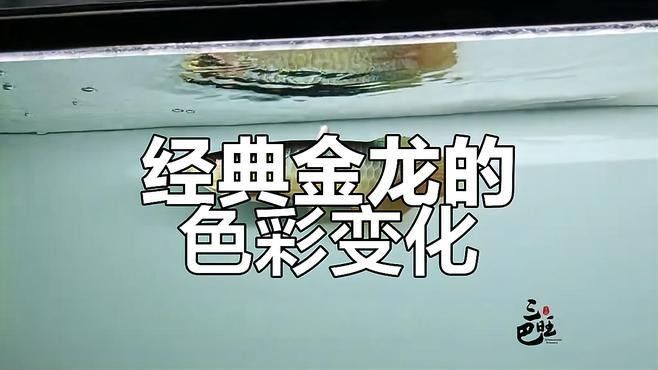 金龍魚多大開始顯色