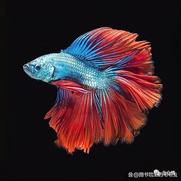 龍魚加熱棒一般用多少度（魚加熱棒的使用溫度通常在28-30攝氏度之間） 龍魚加熱棒一般用多少度（魚加熱棒的使用溫度通常在28-30攝氏度之間） 龍魚百科 第7張