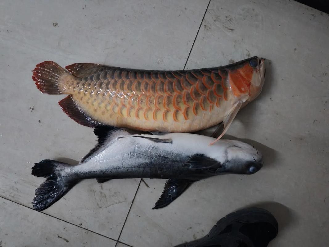 巴雅爾吐胡碩哪個水族館龍魚好？祥龍魚場龍魚 巴雅爾吐胡碩哪個水族館龍魚好？祥龍魚場龍魚 龍魚百科 第6張