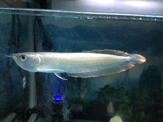 如何鑒別白金龍魚的真偽（如何鑒別白金龍魚？）