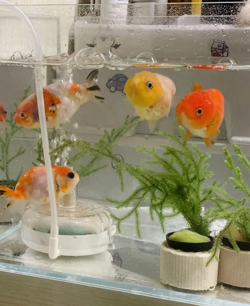 如何鑒別白金龍魚的真偽（如何鑒別白金龍魚？）
