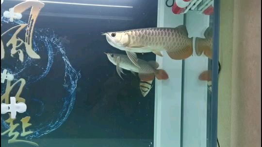 阜陽二手魚缸水族箱（阜陽二手魚缸水族箱轉讓信息）（阜陽二手魚缸水族箱價格）
