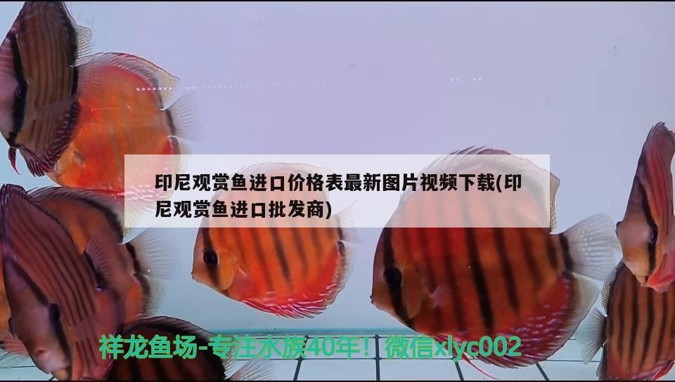 印尼觀賞魚進口價格表最新圖片視頻下載(印尼觀賞魚進口批發(fā)商)