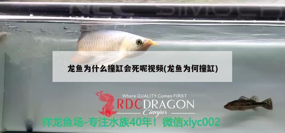 龍魚為什么撞缸會死呢視頻(龍魚為何撞缸)（龍魚為什么會撞缸）
