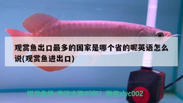 觀賞魚出口最多的國家是哪個省的呢英語怎么說(觀賞魚進出口)