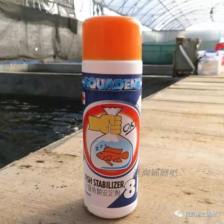 龍魚麻醉后多久可以恢復 龍魚麻醉后多久可以恢復 龍魚百科 第3張