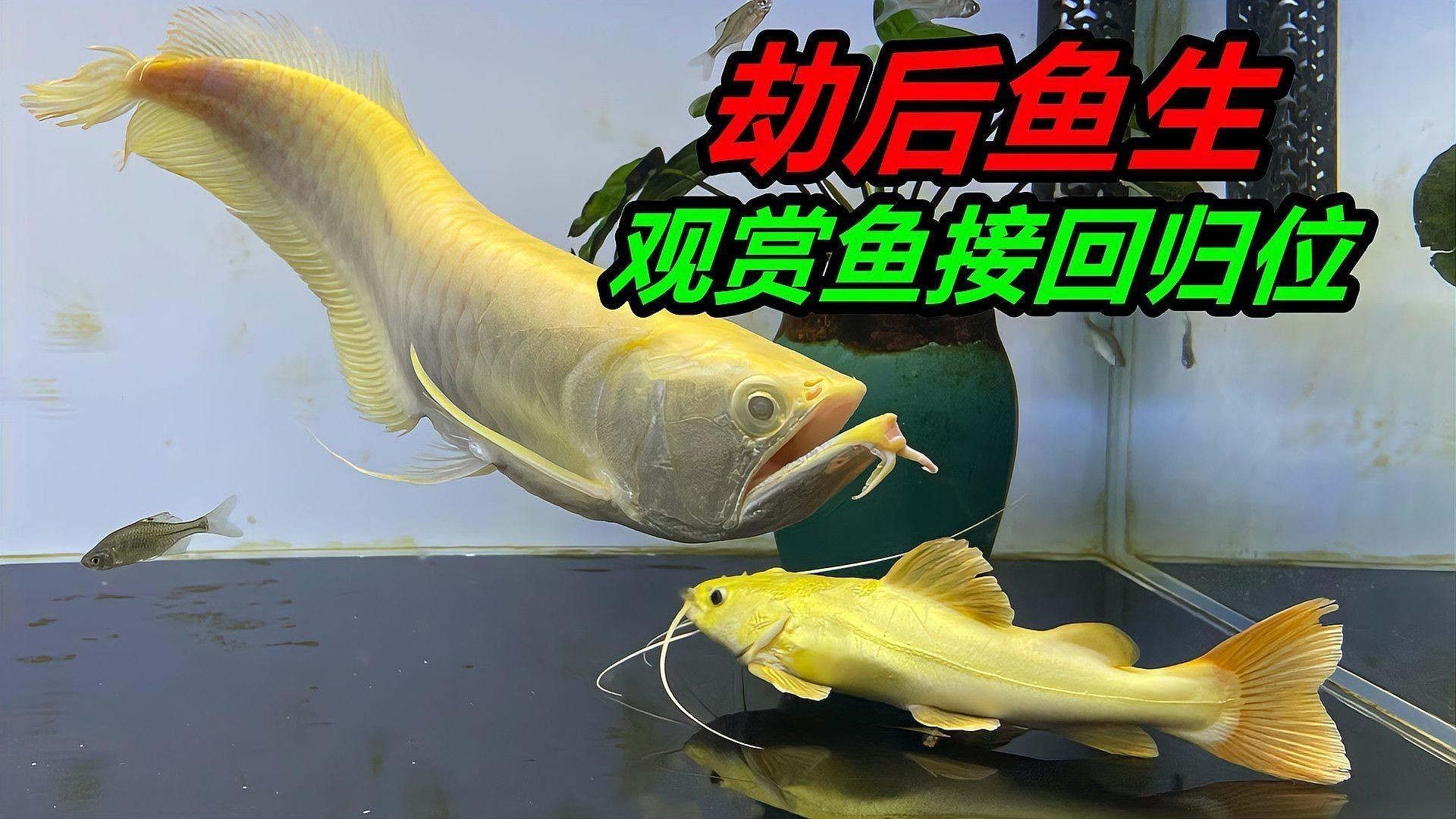 黃龍魚有哪些品種（黃龍魚品種有哪些金龍魚品種有哪些小玲玲說生活紅龍金龍銀龍都見過）