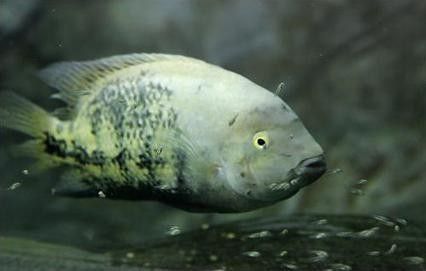 黃龍魚有哪些品種（黃龍魚品種有哪些金龍魚品種有哪些小玲玲說生活紅龍金龍銀龍都見過）