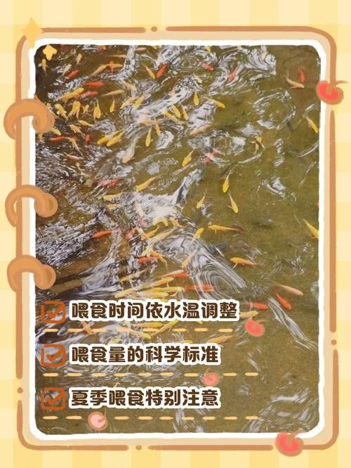 火龍魚(yú)和錦鯉的喂食頻率 龍魚(yú)百科 第5張 火龍魚(yú)和錦鯉的喂食頻率 火龍魚(yú)和錦鯉的喂食頻率 龍魚(yú)百科 第5張