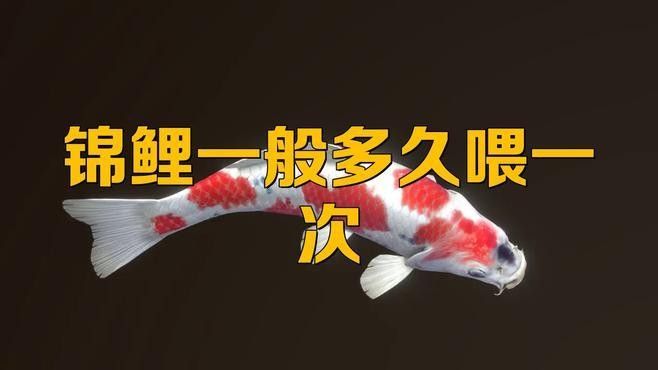 火龍魚(yú)和錦鯉的喂食頻率 火龍魚(yú)和錦鯉的喂食頻率 龍魚(yú)百科 第3張