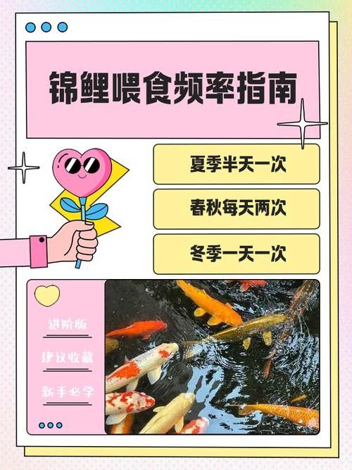 火龍魚(yú)和錦鯉的喂食頻率 龍魚(yú)百科 第7張 火龍魚(yú)和錦鯉的喂食頻率 火龍魚(yú)和錦鯉的喂食頻率 龍魚(yú)百科 第7張