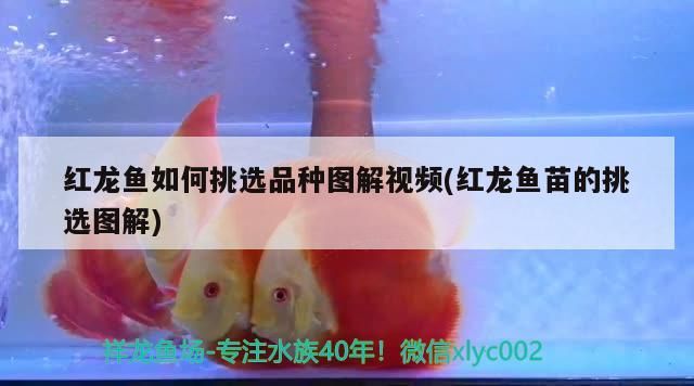 紅龍魚如何挑選品種圖解視頻(紅龍魚苗的挑選圖解) 紅龍魚如何挑選品種圖解視頻(紅龍魚苗的挑選圖解) 觀賞魚百科