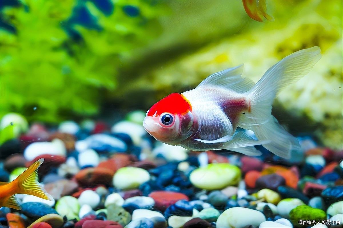 紅龍魚眼睛白膜如何徹底治療？（龍魚白膜怎么治療）