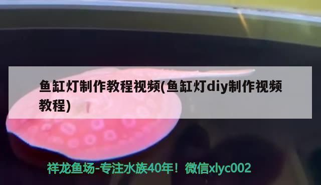 龍魚 魚缸燈制作教程視頻(魚缸燈diy制作視頻教程) 觀賞魚百科 魚缸燈制作教程視頻(魚缸燈diy制作視頻教程) 魚缸燈制作教程視頻(魚缸燈diy制作視頻教程) 觀賞魚百科