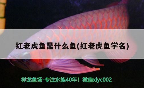 紅老虎魚是什么魚(紅老虎魚學名) 紅老虎魚是什么魚(紅老虎魚學名) 觀賞魚百科