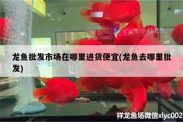 龍魚批發(fā)市場(chǎng)在哪里進(jìn)貨便宜(龍魚去哪里批發(fā)) 龍魚批發(fā)市場(chǎng)在哪里進(jìn)貨便宜(龍魚去哪里批發(fā)) 觀賞魚百科